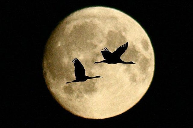 pajaros y luna